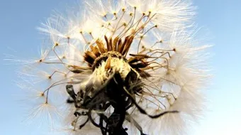 كيفية زراعة بذور الورد