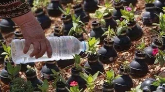 كيف تزرع الورد