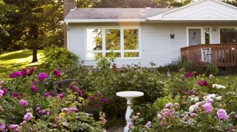 كيف تزرع الورد في المنزل