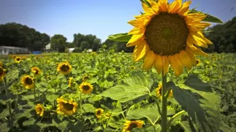 كيفية زراعة دوار الشمس