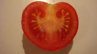 كيف تزرع بذور الطماطم