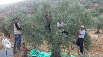 كيفية جني الزيتون