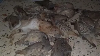 كيفية صيد الحجل