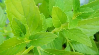 كيف نحافظ على النعناع طازج