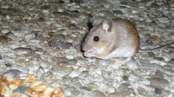 كيفية طرد الفئران من المنزل