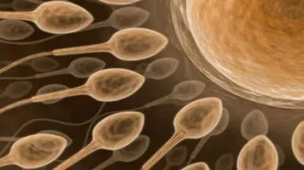 كيفية معرفة تلقيح البويضة