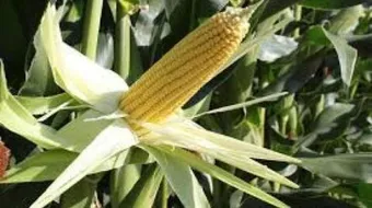 كيف يمكن معرفة نوع الذرة