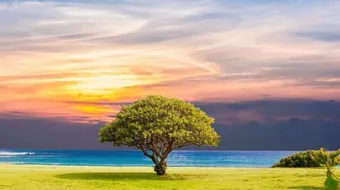 كيفية المحافظة على الشجرة