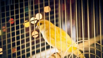 كيفية صنع اقفاص الكناري