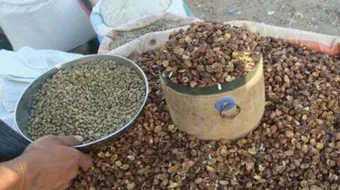 طريقة عمل قشر القهوة للتنحيف