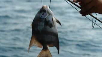 طريقة عمل عجينة السمك