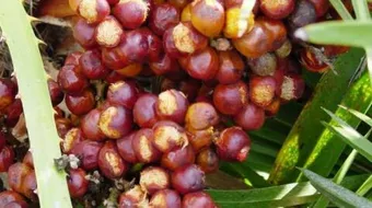 طريقة عمل الدوم المطحون