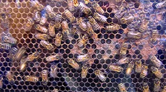 كيفية صنع العسل