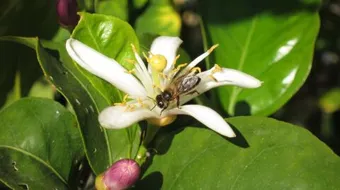 طريقة عمل زهر الليمون