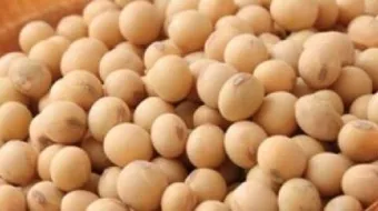 طريقة عمل الهمبرجر بفول الصويا