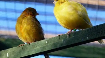 كيفية تزاوج الكناري