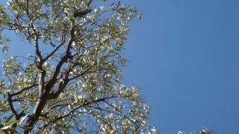 كيف يتم غرس شجرة الزيتون