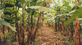 كيف يزرع شجر الموز