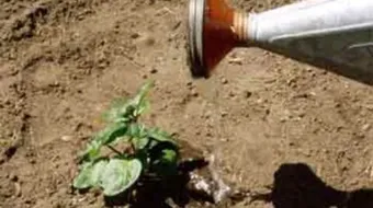 كيف أزرع النعناع