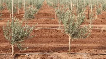 كيفية غراسة الزيتون