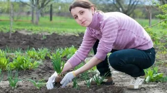 كيفية غرس النباتات