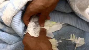 طريقة نتف ريش الحمام