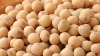 طريقة تحضير فول الصويا