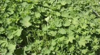 طريقة تحضير عباءة السيدة