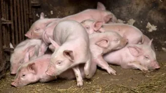 كيفية الوقاية من إنفلونزا الخنزير