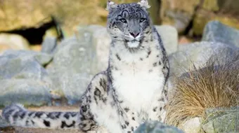 كيفية حماية الحيوانات من الانقراض