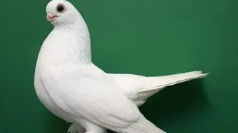 كيفية وقاية الحمام من الأمراض