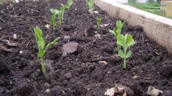 كيفية حماية التربة