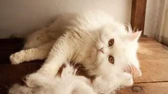 كيف تربي القطط