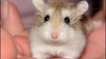 كيف أربي هامستر