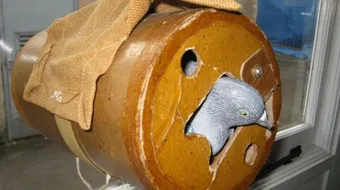 كيفية تربية الحمام الزاجل