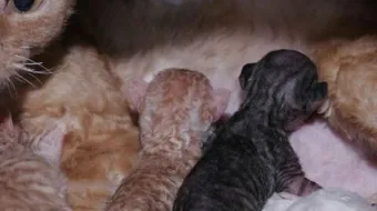 كيف أربي قطة مولودة