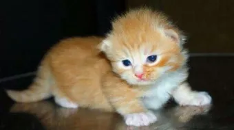 كيف أربي قط صغير