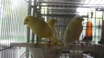 كيفية تربية صغار الكناري