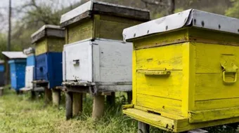 كيفية تربية النحل في لبنان