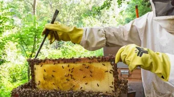 كيفية تربية النحل بتونس