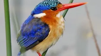 كيف تربي الطيور