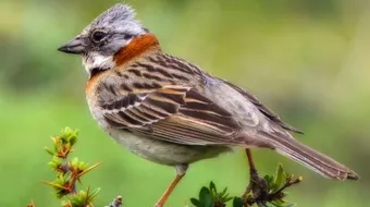 كيفية تربية الطيور