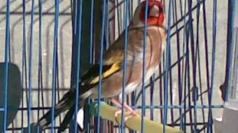 كيف تربي الكناري