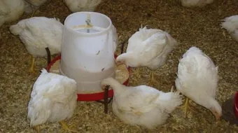 كيف نربي الدجاج