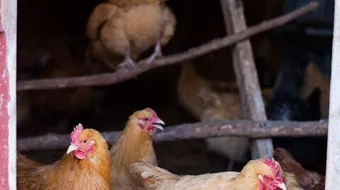 كيفية تربية الدجاج