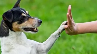 كيف تربي الكلاب