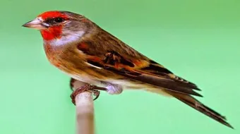 كيف تربي طائر الحسون