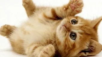 كيف تربي القطط الصغيرة