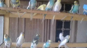 كيف تربي طيور الحب