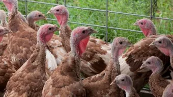 كيفية تربية دجاج اللحم